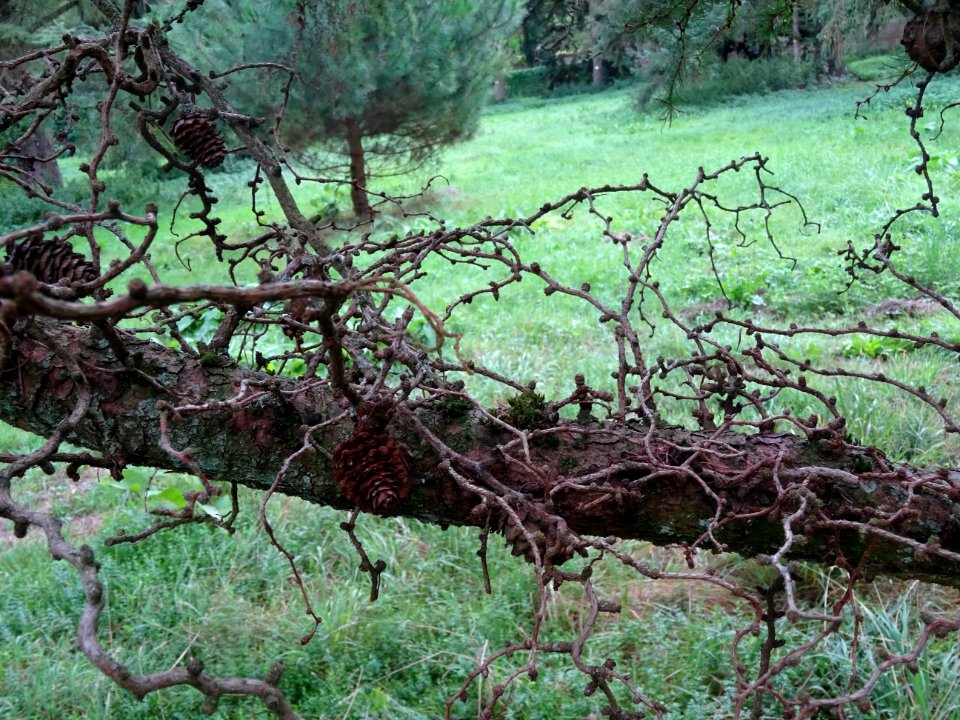 Mélèze du Japon, Larix kaempferi 'Blue Rabbit weeping', Pi… 