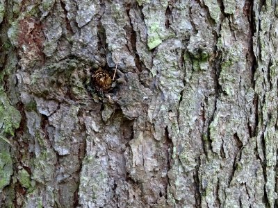 Ecorce du Mélèze du Japon, Larix kaempferi 'Blue Rabbit we… 