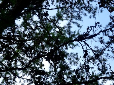 Mélèze du Japon, Larix kaempferi 'Blue Rabbit weeping', Pi… 