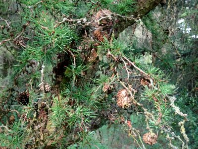 Mélèze du Japon, Larix kaempferi 'Blue Rabbit weeping', Pi… 