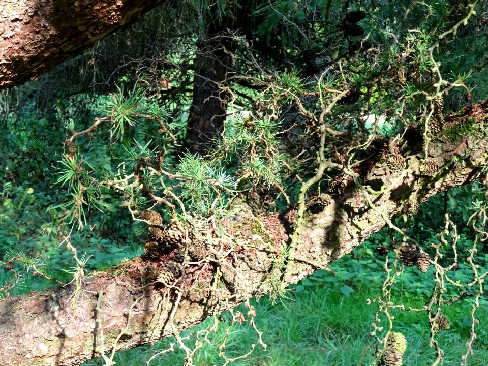 Mélèze du Japon, Larix kaempferi 'Blue Rabbit weeping', Pi… 
