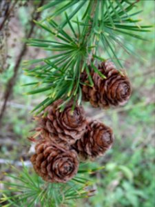 Cônes du Mélèze du Japon, Larix kaempferi 'Blue Rabbit wee… 