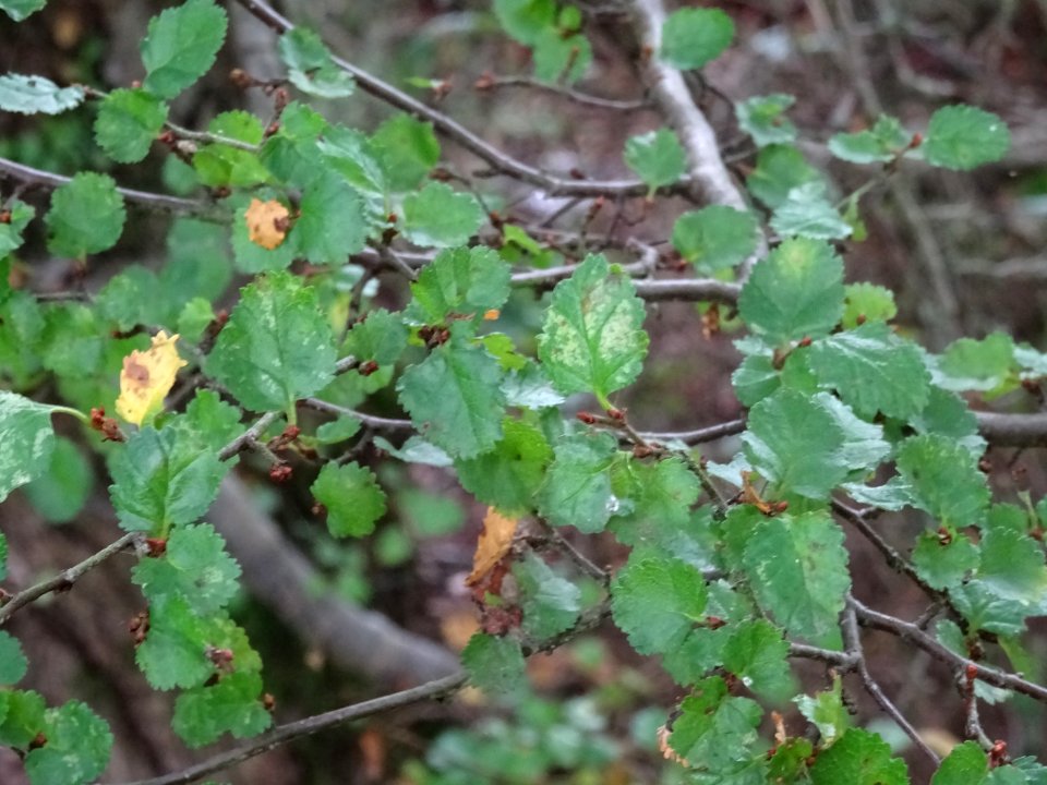 Nire ou Hêtre de l'Antarctique ou Faux-Hêtre, Nothofagus a… 