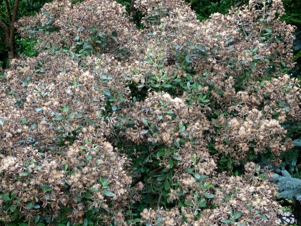 Aster en arbre, Olearia Haastii, hybride naturel entre O. … 