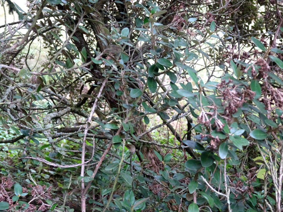 Aster en arbre, Olearia Haastii, hybride naturel entre O. … 