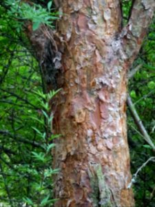 Ecorce du Pin sylvestre colonnaire, Pinus sylvestris fasti… 