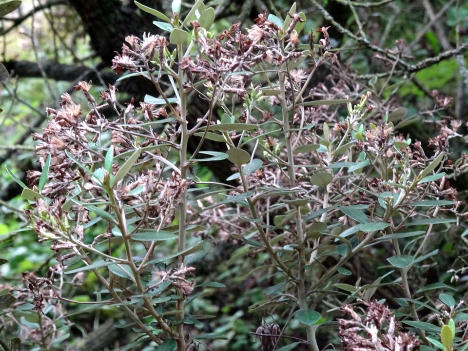 Aster en arbre, Olearia Haastii, hybride naturel entre O. … 