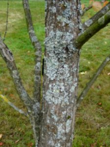 Ecorce du Katsura ou Arbre au caramel, Cercidiphyllum japo… 