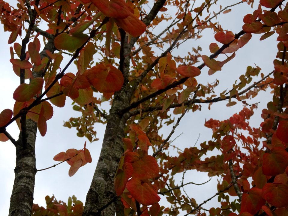 Katsura ou Arbre au caramel, Cercidiphyllum japonicum, Cer… 