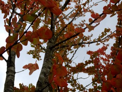 Katsura ou Arbre au caramel, Cercidiphyllum japonicum, Cer… 