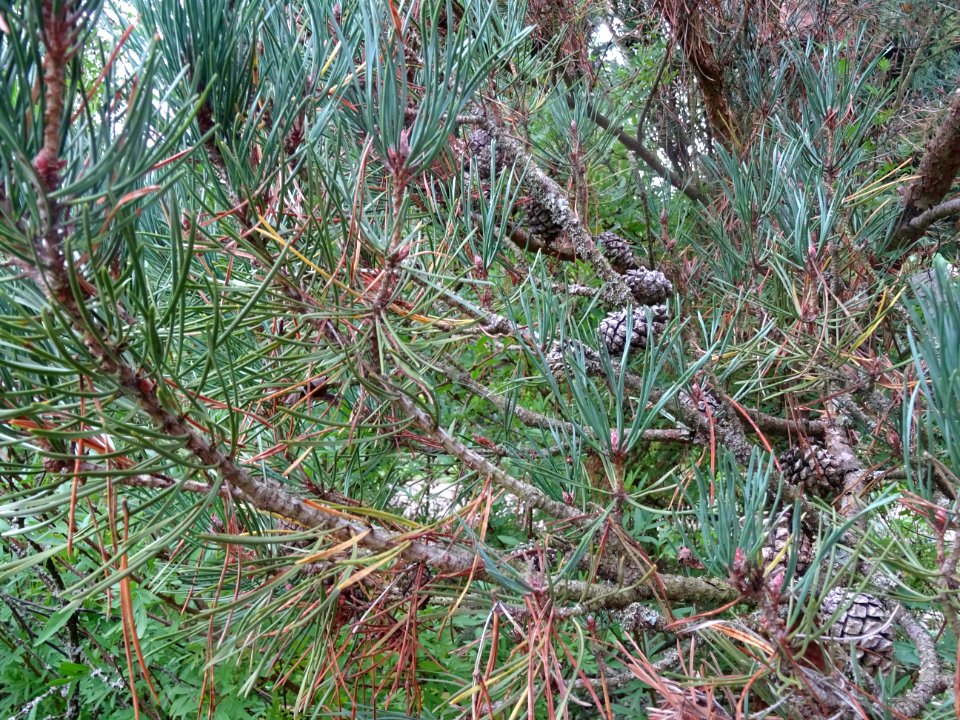 Cônes du Pin sylvestre colonnaire, Pinus sylvestris fastig… 