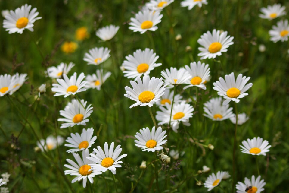 Summer plant nature