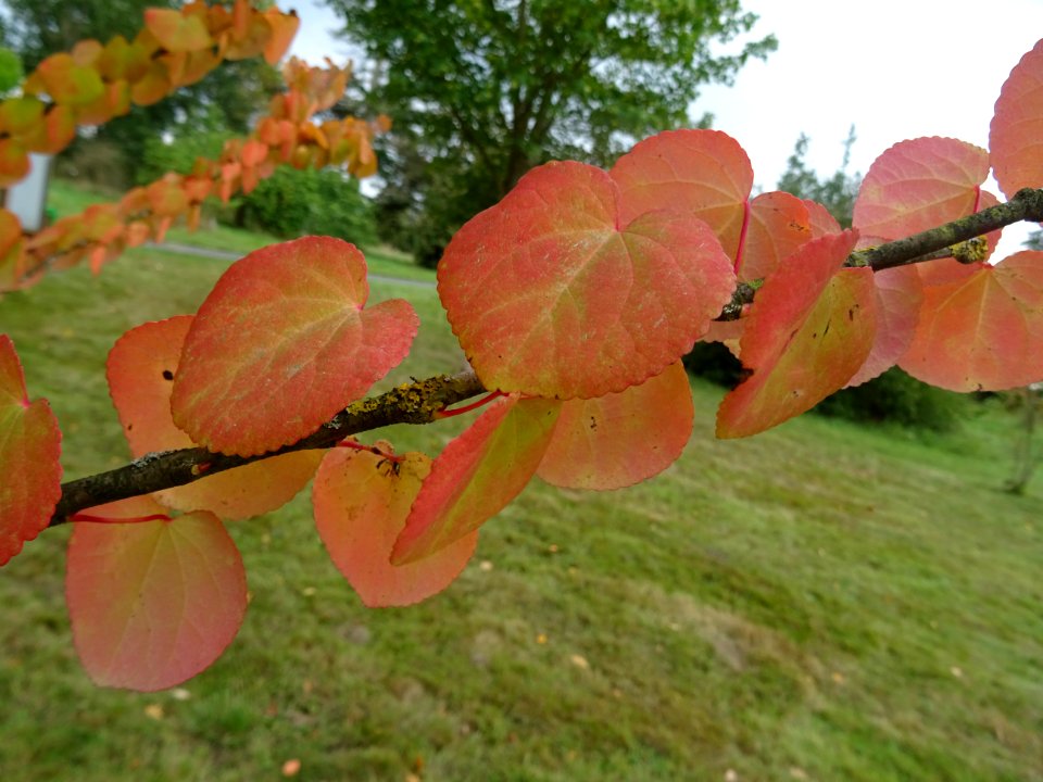 Katsura ou Arbre au caramel, Cercidiphyllum japonicum, Cer… 