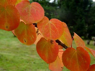 Katsura ou Arbre au caramel, Cercidiphyllum japonicum, Cer… 
