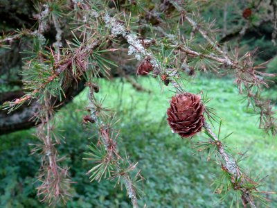 Cône du Mélèze de Dahurie, Larix gmelinii, Pinacées, Arbor… 