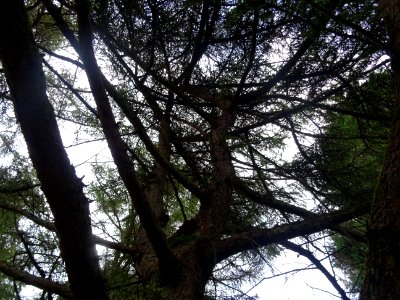 Tronc et branches du Mélèze de Dahurie, Larix gmelinii, Pi… 
