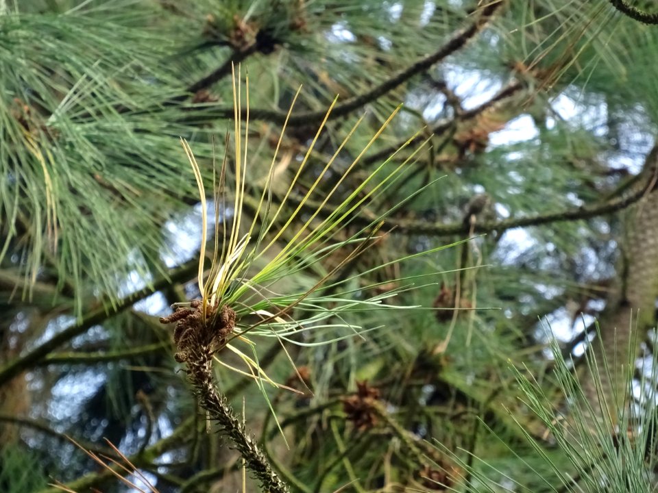 Pin ponderosa ou Pin à bois lourd, Pinus ponderosa, Pinacé… 