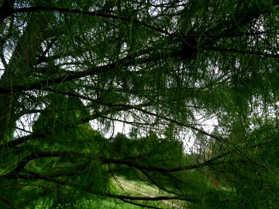 Cyprès des marais à feuilles pendantes, Taxodium ascendens… 
