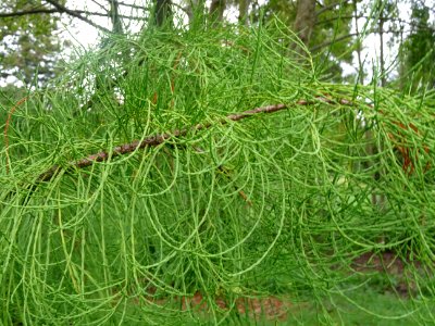 Cyprès des marais à feuilles pendantes, Taxodium ascendens… 