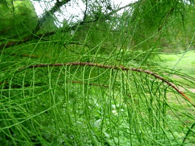 Cyprès des marais à feuilles pendantes, Taxodium ascendens… 