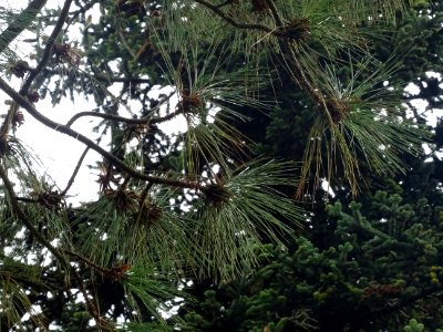 Pin ponderosa ou Pin à bois lourd, Pinus ponderosa, Pinacé… 