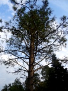 Pin ponderosa ou Pin à bois lourd, Pinus ponderosa, Pinacé… 