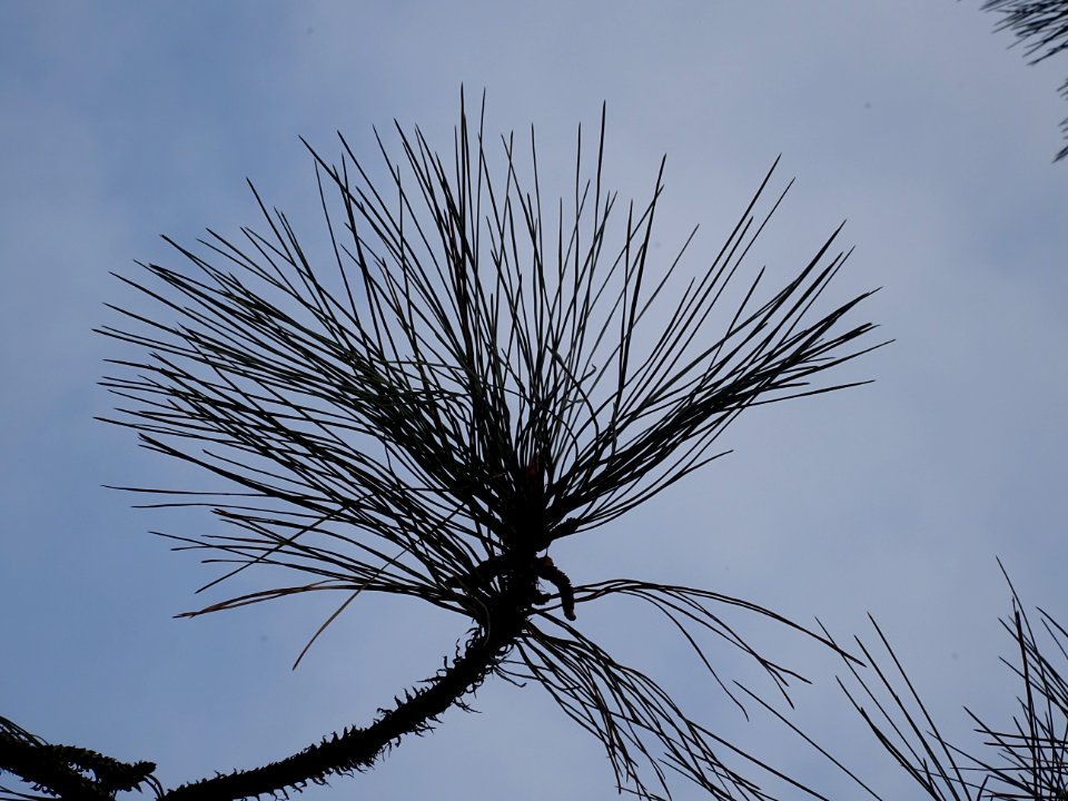 Pin ponderosa ou Pin à bois lourd, Pinus ponderosa, Pinacé… 