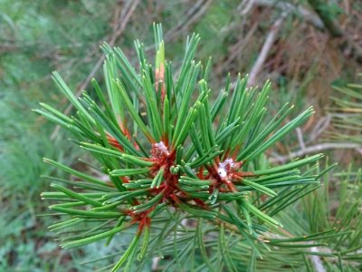 Pin Napoléon, Pinus bungeana, Pinacées, Arboretum de Chèvr… 