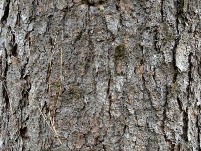 Ecorce du Pin ponderosa ou Pin à bois lourd, Pinus pondero… 