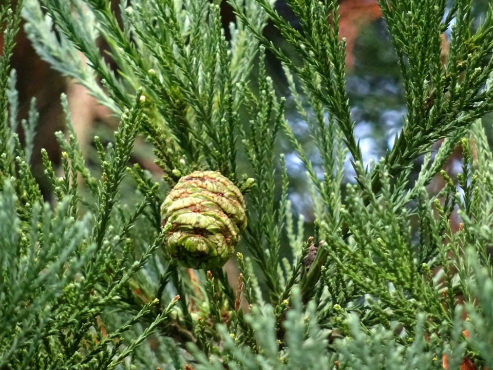 Cône du Séquoia géant, Sequoiadendron giganteum, Cupressac… 