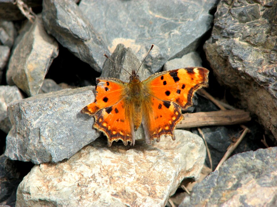 Butterfly vanessa ceik Free photos