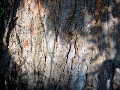 Ecorce du Séquoia géant, Sequoiadendron giganteum, Cupress… photo