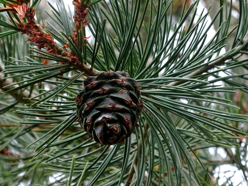 Cône femelle du Pin Napoléon, Pinus bungeana, Pinacées, Ar… 