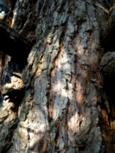 Ecorce du Séquoia géant, Sequoiadendron giganteum, Cupress… photo