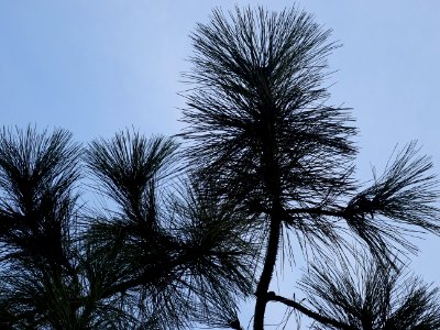 Pin ponderosa ou Pin à bois lourd, Pinus ponderosa, Pinacé… 