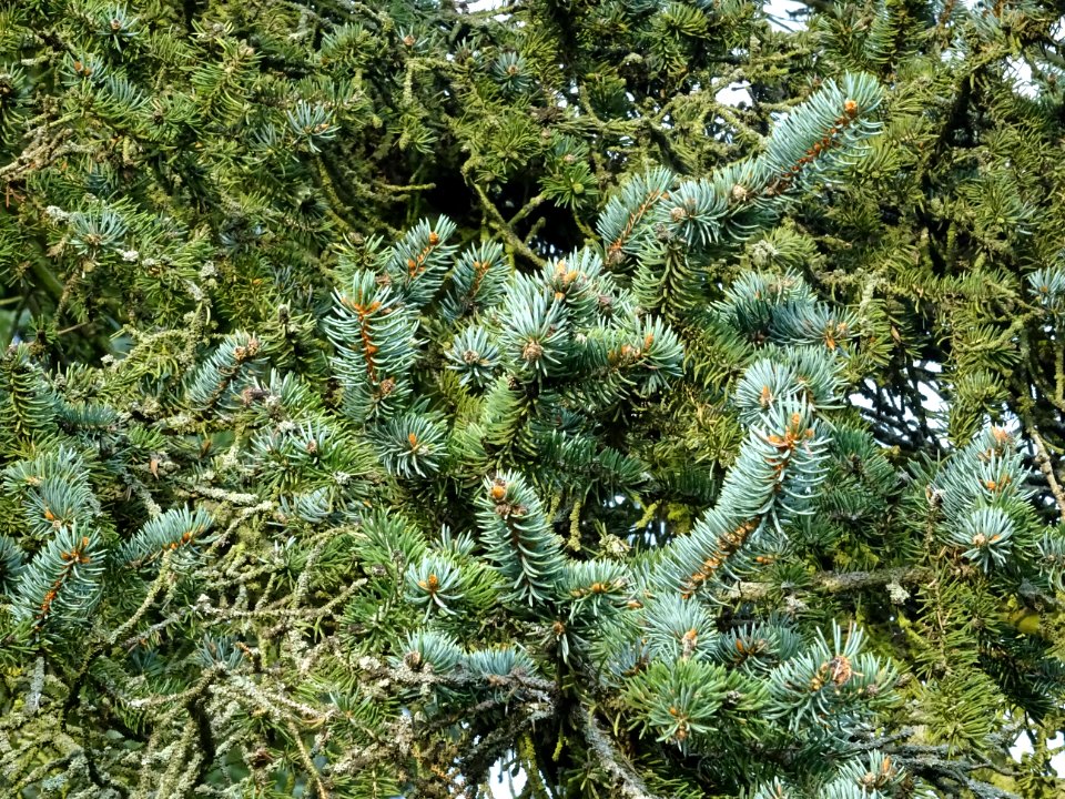 Epicéa bleu du Colorado, Picea pungens, Pinacées, Arboretu… 