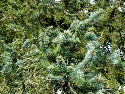 Epicéa bleu du Colorado, Picea pungens, Pinacées, Arboretu… 