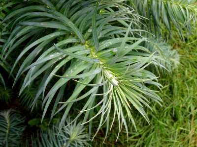 Araucaria élégant ou Sapin de Chine, Cunninghamia lanceola… 