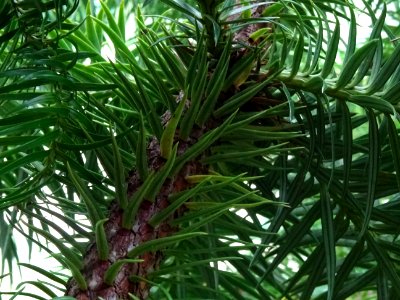 Araucaria élégant ou Sapin de Chine, Cunninghamia lanceola… 