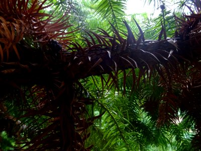 Araucaria élégant ou Sapin de Chine, Cunninghamia lanceola… 