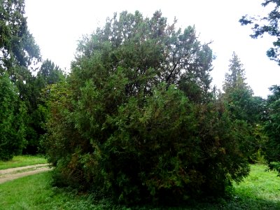 Thuya de Chine, Platycladus orientalis, Cupressacées, Arbo… 