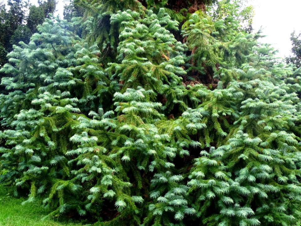 Araucaria élégant ou Sapin de Chine, Cunninghamia lanceola… 
