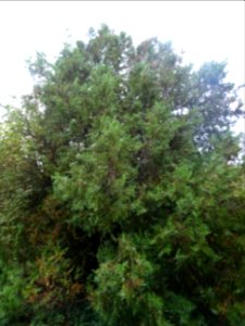 Thuya de Chine, Platycladus orientalis, Cupressacées, Arbo… 
