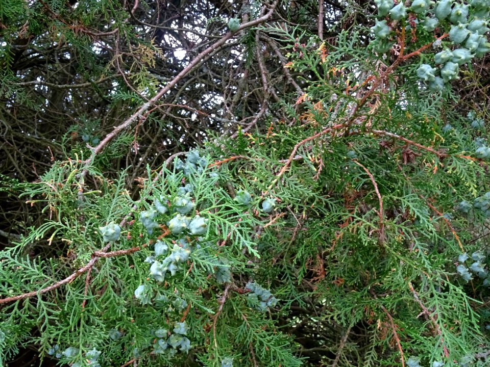 Thuya de Chine, Platycladus orientalis, Cupressacées, Arbo… 