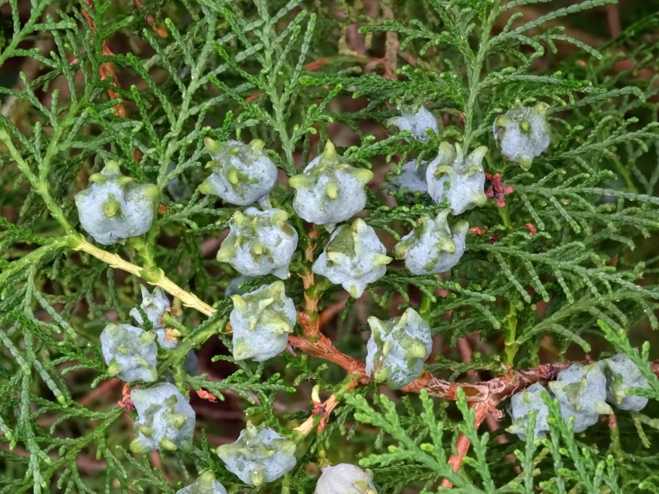 Cônes du Thuya de Chine, Platycladus orientalis, Cupressac… 