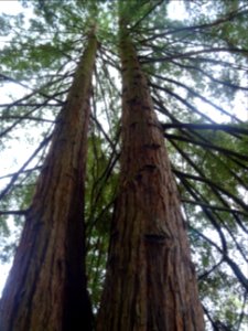Troncs de Séquoia toujours vert, Sequoia sempervirens, Cup… photo