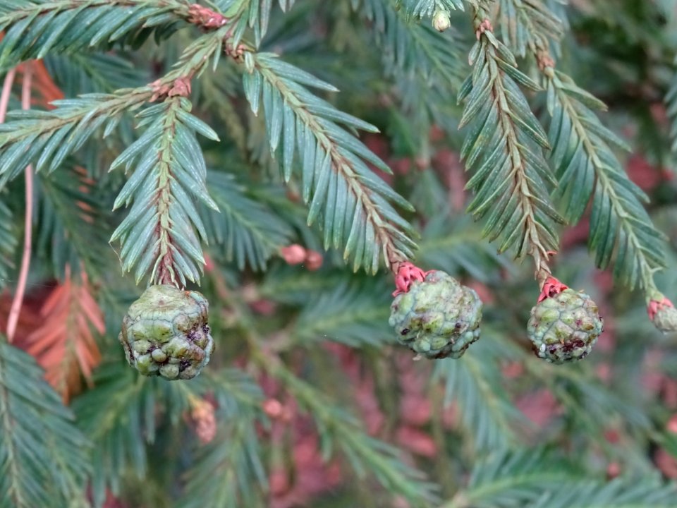 Cônes au bout des rameaux, Séquoia toujours vert, Sequoia … 
