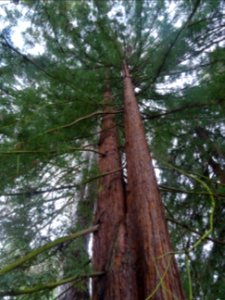 Troncs de Séquoia toujours vert, Sequoia sempervirens, Cup… photo
