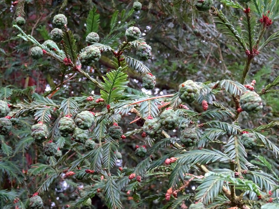 Cônes au bout des rameaux, Séquoia toujours vert, Sequoia … 