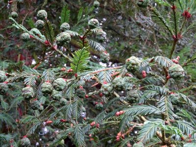 Cônes au bout des rameaux, Séquoia toujours vert, Sequoia … 